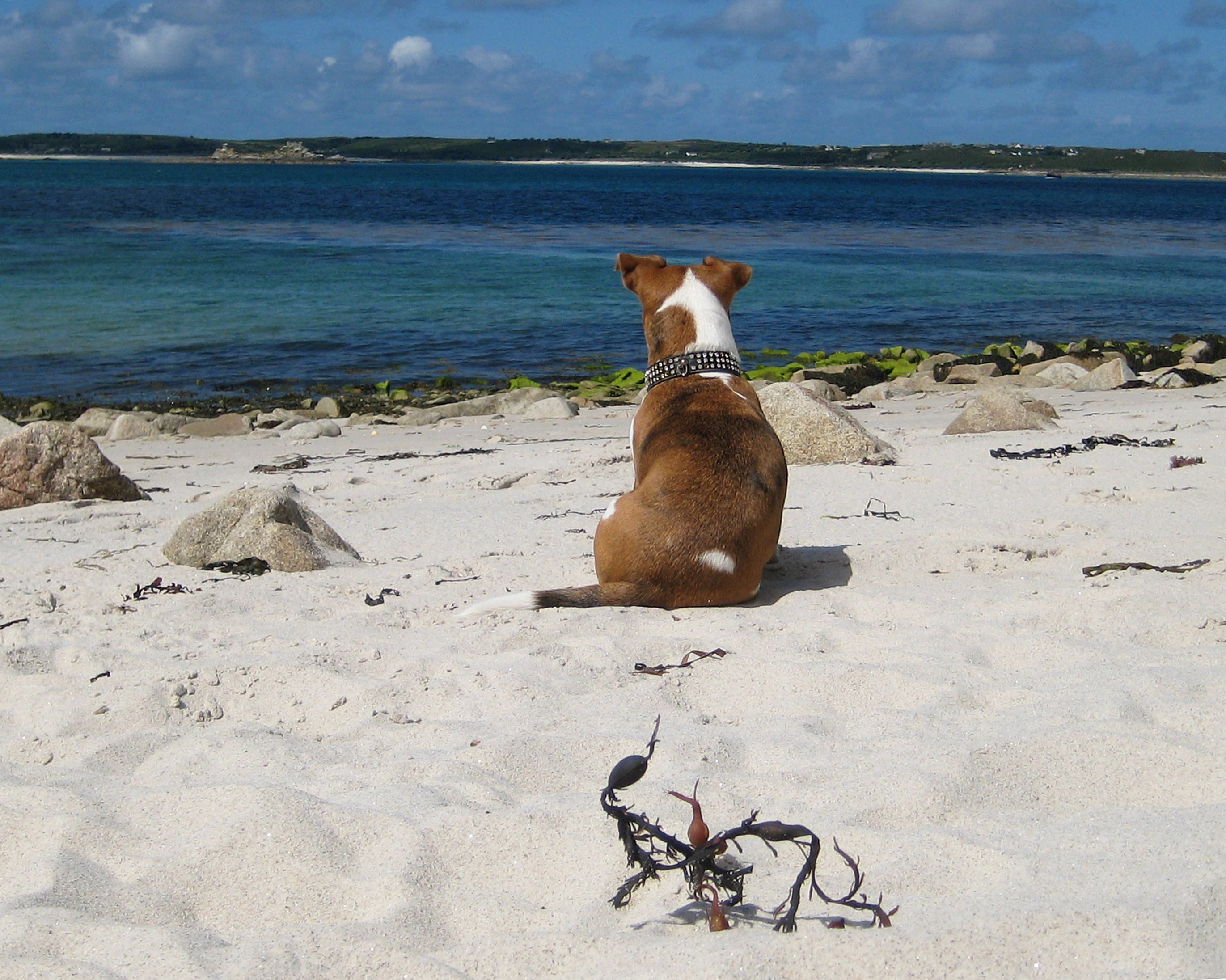 scilly isles self catering dog friendly